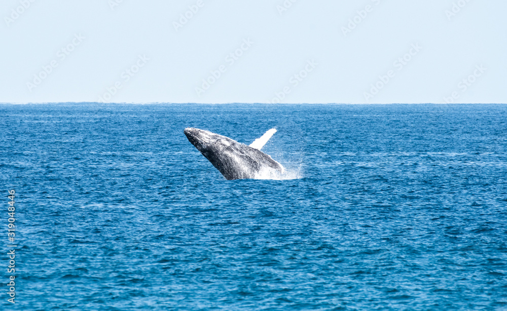 Fototapeta premium Hump back whale breaching in the blue ocean water