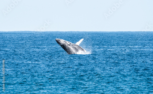 Hump back whale breaching in the blue ocean water