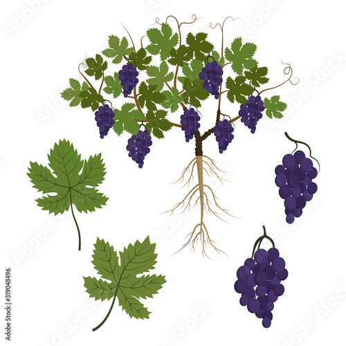 Plant grapes and its parts. Vine, leaves and a bunch of black berries