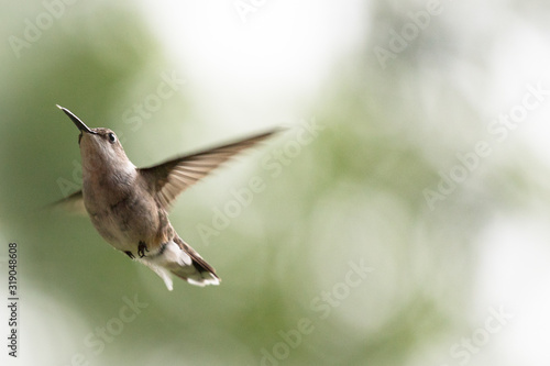 A female Ruby Throated Hummingbird flying with wings spread. photo