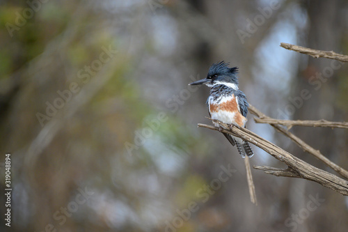 belted kingfisher  photo