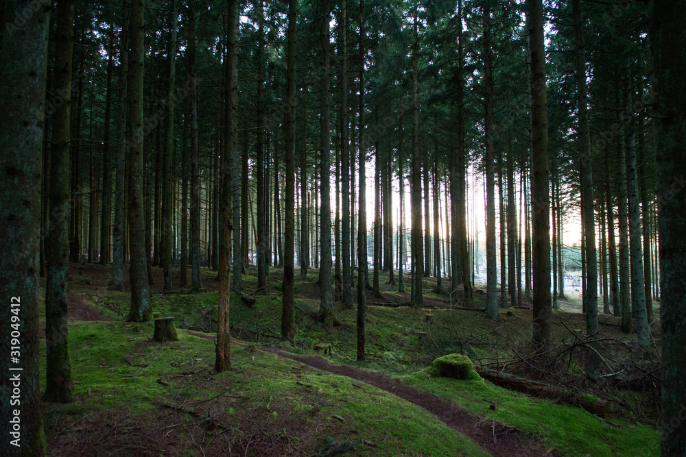 Naklejka premium Autumn forest. Klosterhede Plantage, Lemvig, Denmark.