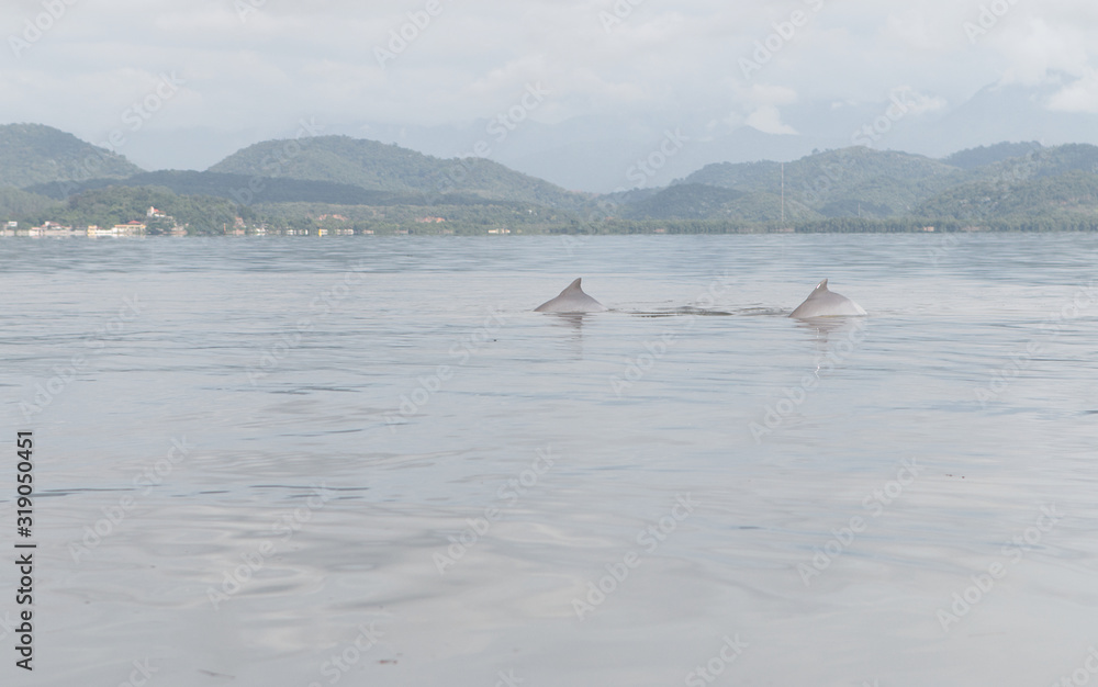 Naklejka premium Dolphins 7