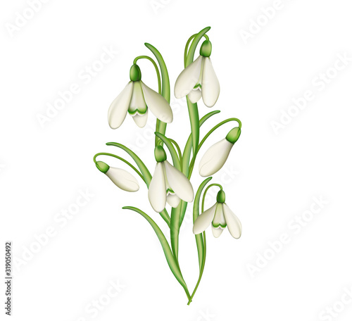 Schneeglöckchen Gruppe, Frühlingsblume,  Vektor Illustration isoliert auf weißem Hintergrund