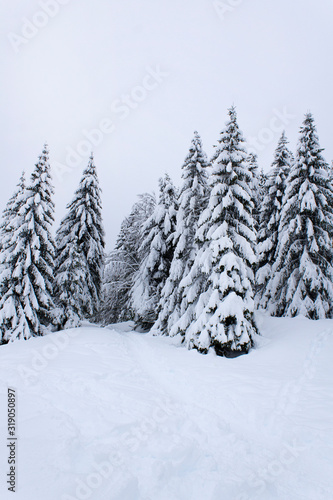 snow covered pine trees mountain forest white and black minimal wild nature vertical background © АliVa