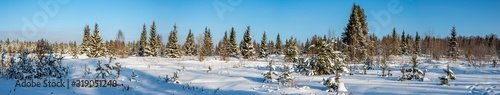 Panorama of young pines on a clear frosty winter day. Yakshur-bodinsky district, Udmurt Republic, Russia.