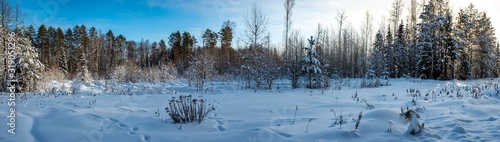 Panorama of young pines on a clear frosty winter day. Yakshur-bodinsky district, Udmurt Republic, Russia. © Aleksey
