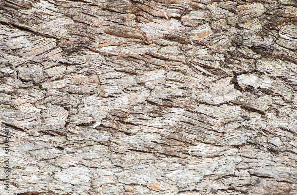 Obraz premium texture of tree bark