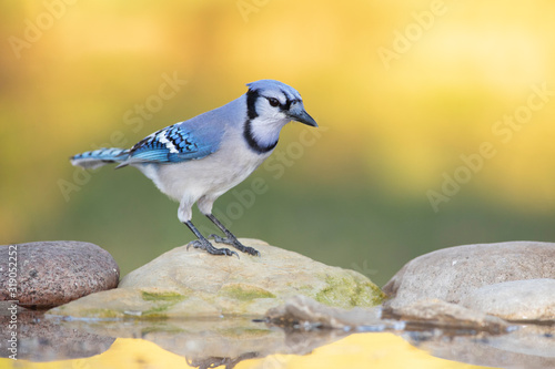 Bluejay in a bird drinker outside backyard © raulbaena