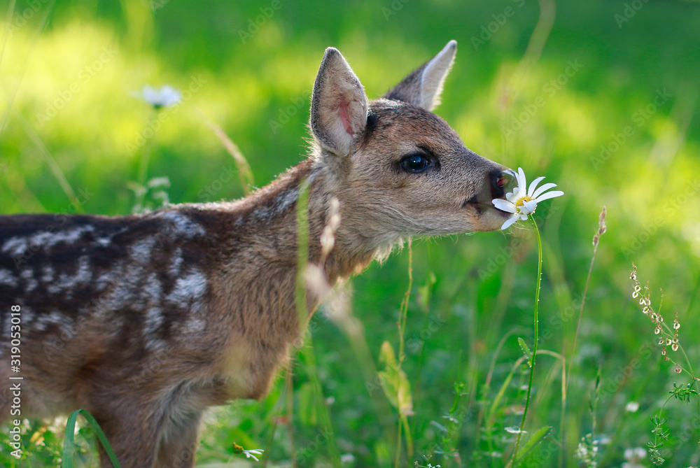 Fototapeta premium kolouch a kopretina