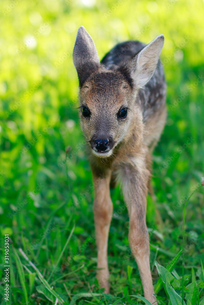 Fototapeta premium kolouch