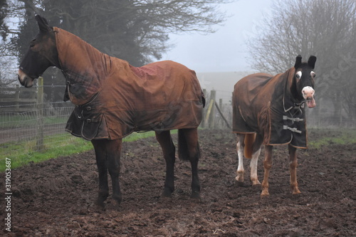 Mare and stallion in full rugs perfect for insulating horses against the cold winter weather across the UK Providing shelter allows them to stay dry warm on wet snowy days Feeding them hay also helps photo