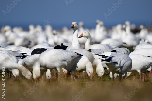 migratory snow geese feeding