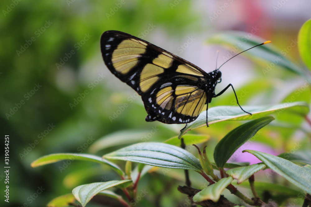 Butterfly Butterfly