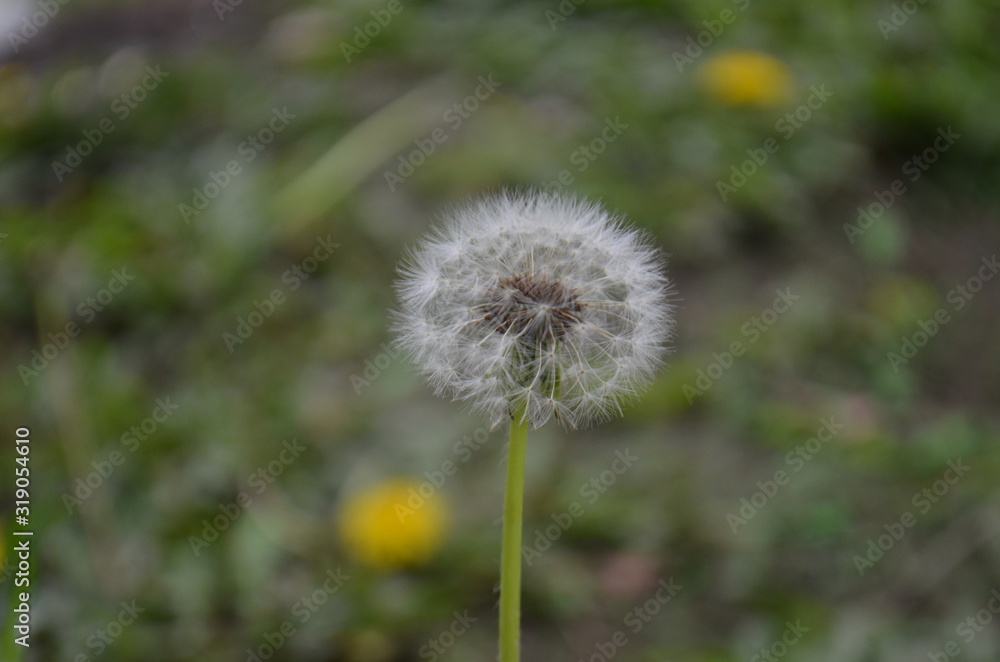 Diente de león