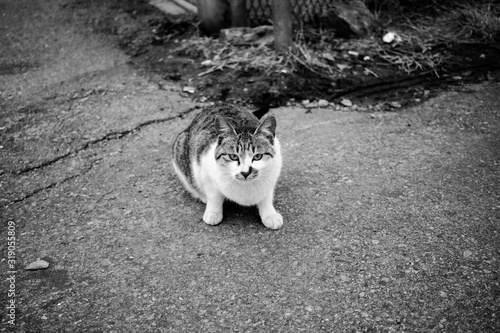 Photography Korean Cat Wild Cats Guarding People