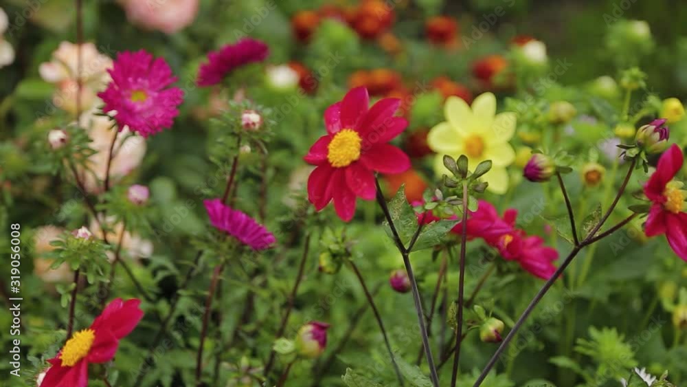 Beautiful multi-colored flowers in the flowerbed. Beautiful multi-colored flowers in the flowerbed.