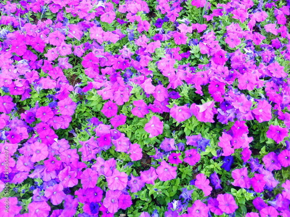 Obraz premium Pygmy flowers