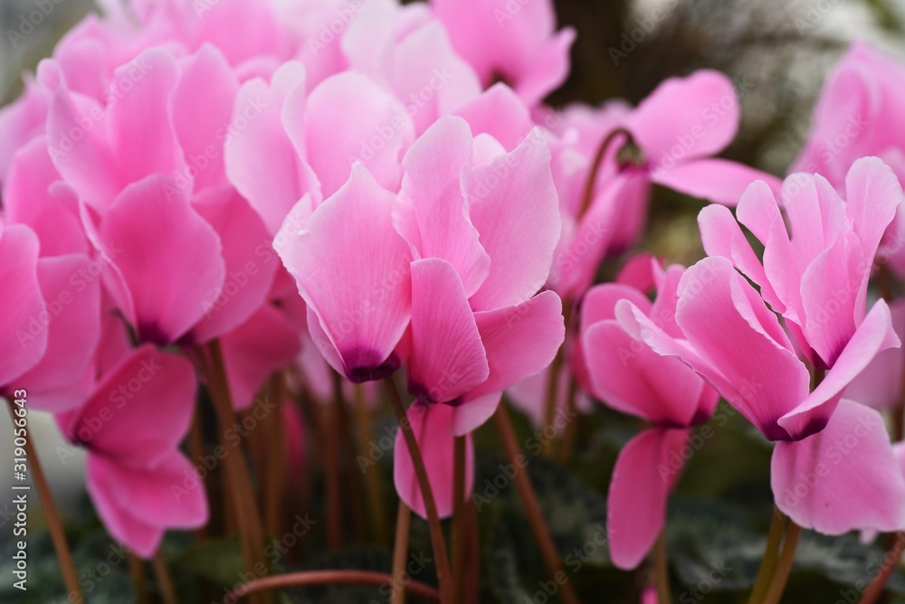 Obraz premium Cyclamen is a perennial bulbplant that blooms beautiful red, white, and pink flowers from autumn to spring.