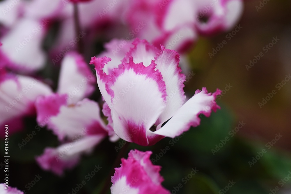 Obraz premium Cyclamen is a perennial bulbplant that blooms beautiful red, white, and pink flowers from autumn to spring.
