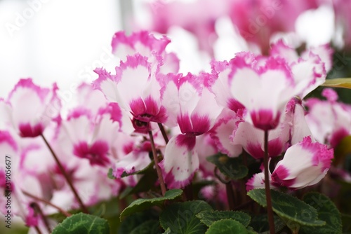 Cyclamen is a perennial bulbplant that blooms beautiful red, white, and pink flowers from autumn to spring. photo