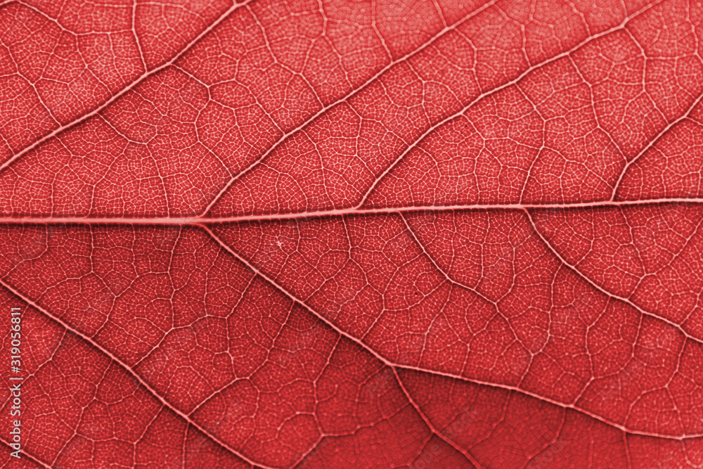 Fototapeta premium nervio de hoja