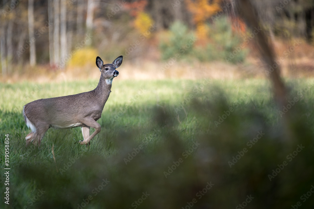 Whitetail deer in the field Whitetail deer in the field