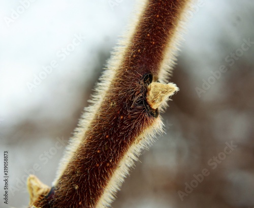 Macro Sumac Branch