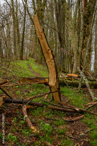 Shards of Tree Trunk Litter the Trail