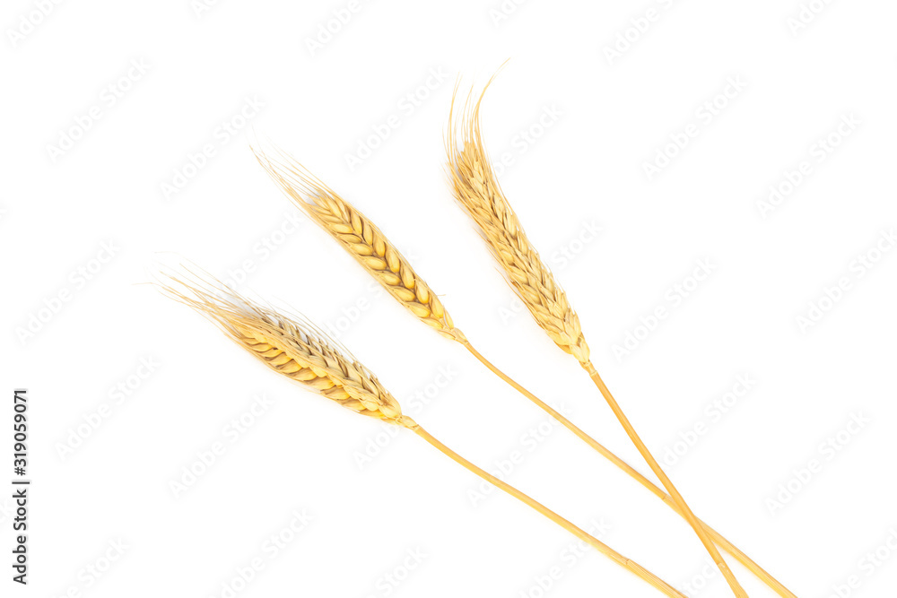 Set dried ear of barley or wheat isolated on white background. Set dried ear of barley or wheat isolated on white background.