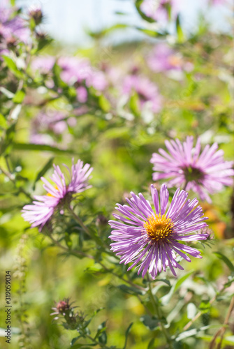 Purple Aster