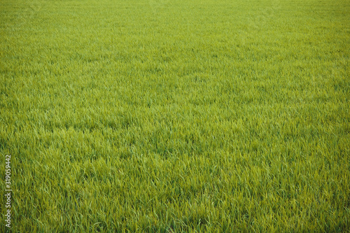 Field  grass  countryside.