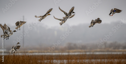 Εκτύπωση καμβά Ducks taking off
