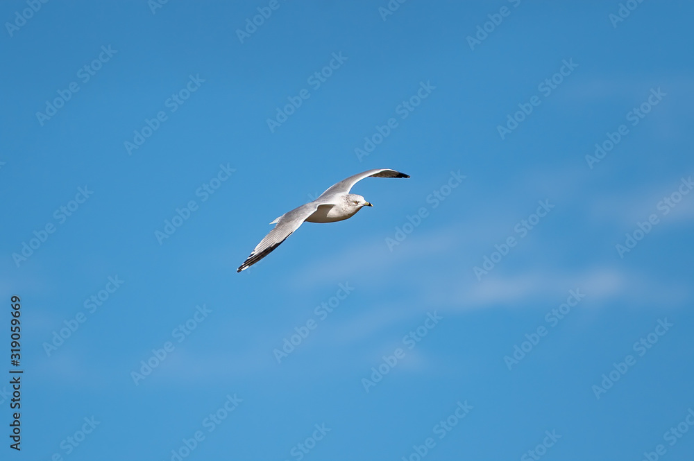 Soaring Gull