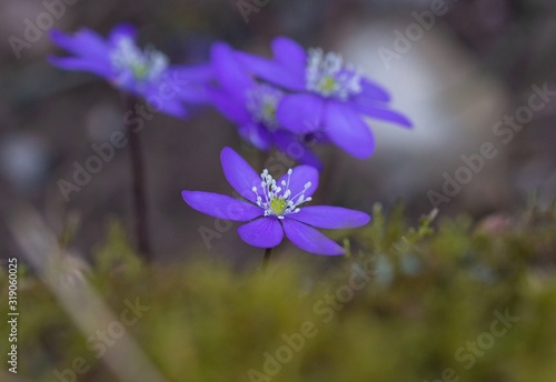 artistic portrait of liverwort (anemone hepatica) blossoms with blurred bokeh background in alpine valley "Frühlingstal" Kaltern, South Tyrol, Italy
