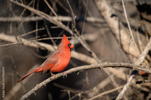 Northern Cardinal © Tim Malek