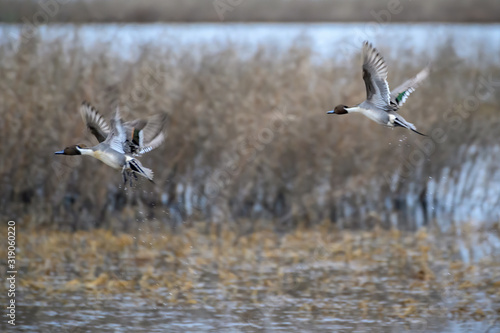 Pintails flying