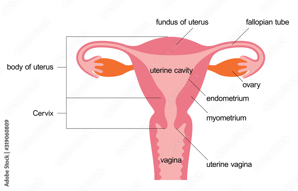 子宮のイラストと名称 英語 Stock ベクター Adobe Stock