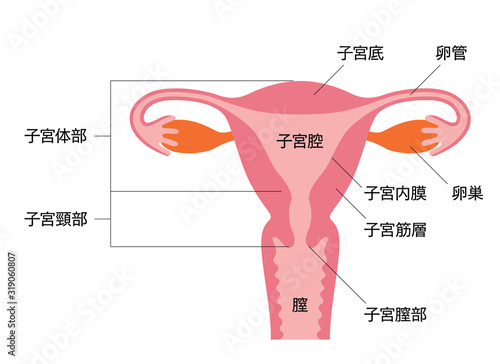 子宮のイラストと名称（日本語）