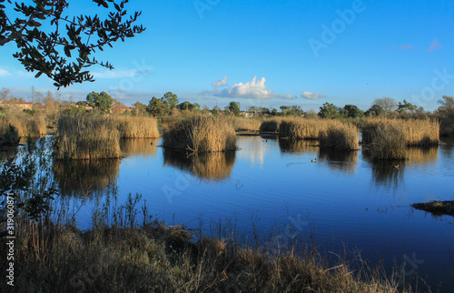 Madrona Marsh Nature Preserve, City of Torrance, Los Angeles County, California
