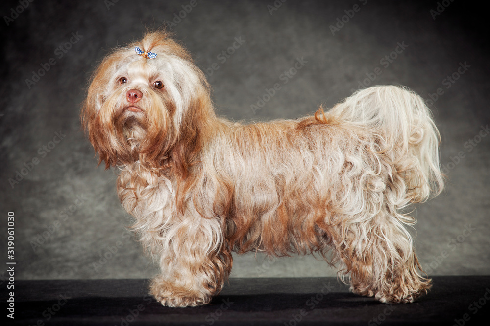 Beautiful red haired female Russian color lap dog in an exhibition