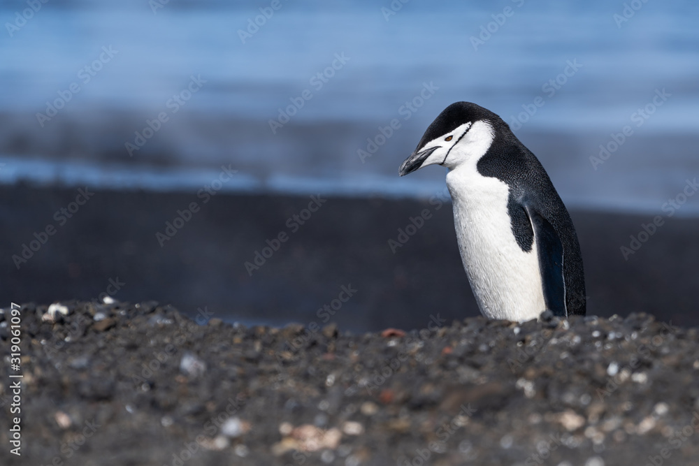 Naklejka premium Chinstrap Penguin at Pendulum Cove in Antarctica
