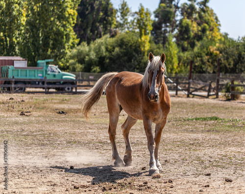 Golden Palomino Horse in corral © William