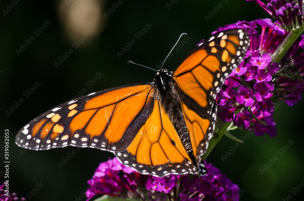 Monarch butterfly on butterfly bush in summer garden Monarch butterfly on butterfly bush in summer garden
