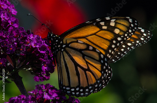Monarch butterfly on butterfly bush in summer garden