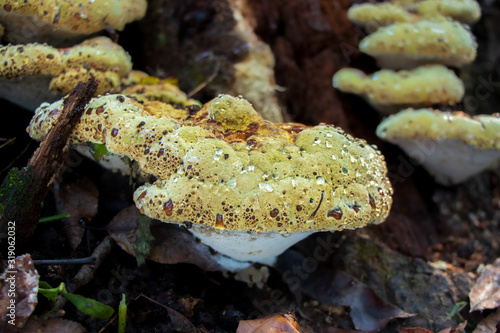 Oak bracket polypore (Inonotus dryadeus) showing guttation