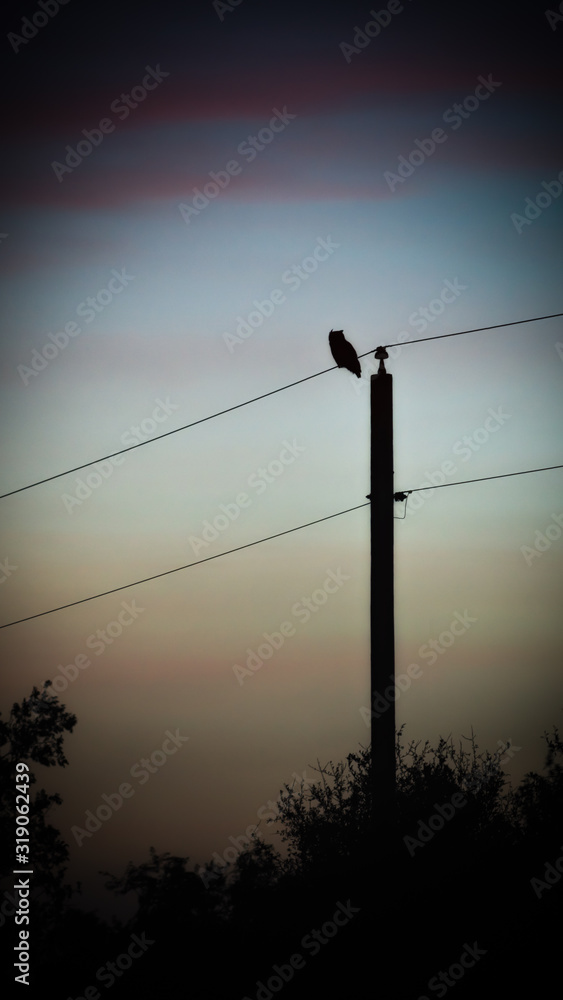 Owl Perched On A Powerline