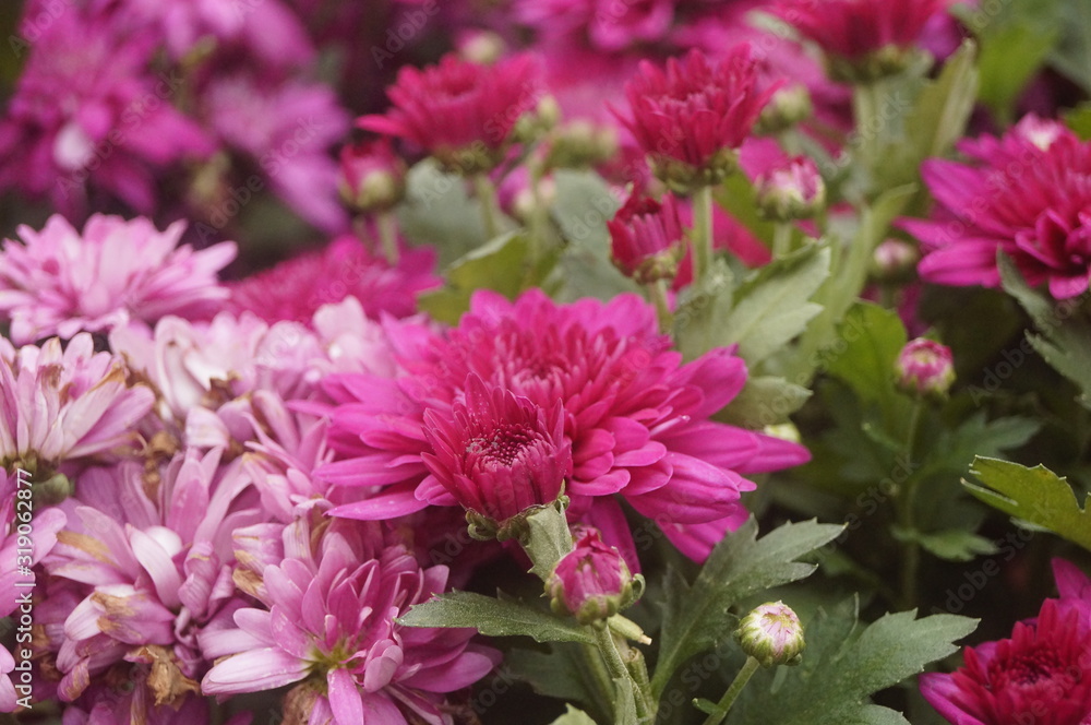 Red chrysanthemum Red chrysanthemum