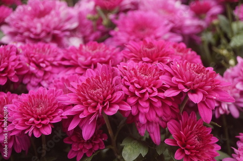 Red chrysanthemum