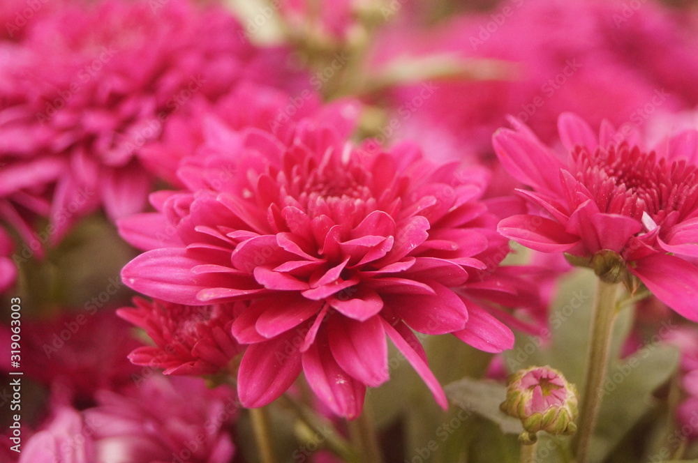 Red chrysanthemum Red chrysanthemum